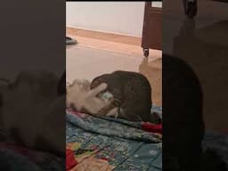 2 con mèo CON #cat , #mèo , #catfuny