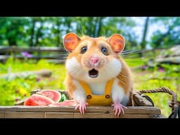 Hamster Escapes from the Colorful Maze Adventure | Hamster Maze