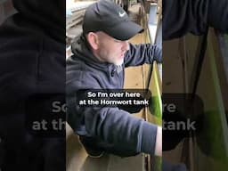 Guppy Grass vs Hornwort