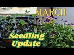March SEEDLING Update Tour : Violas, Geraniums, Lupines, Columbines, Coleus, Verbenas & more 🌸🌿🍃