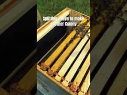 Splitting a Hive to create a New Colony