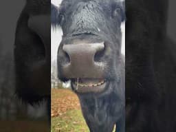 Let me chew on that!