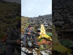 Kenjo (Padamchal), a unique Herb found in the eastern Highlands of Nepal!