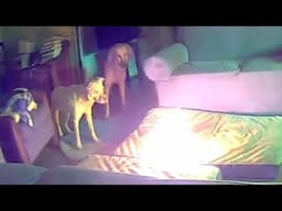 The Comedian Dog Accidentally Starts a House Fire🤣 Funny Dog Videos 2025