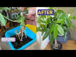 How to Propagate Money Tree in Water