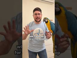 Have Your Bird Trained By Parrot Wizard at Parrot Stars Summer Festival 2025