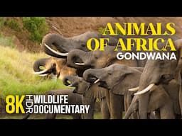 8K HDR Amazing African Wildlife - Episode 4 | Incredible Animal Life of Gondwana Game Reserve