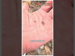 DETECTING A GOLD NUGGET IN ARIZONA