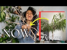 ALL the leaves fell off | Rescuing Dying Ficus Alii