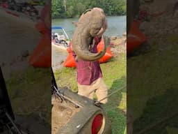 Giant Catfish Caught with Sunken Corvette!