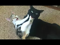 Tiny Kitten Provokes Big Cat 😂 Funny Cats Videos 2025