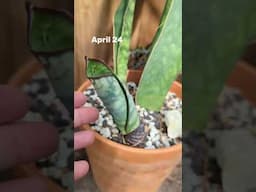 New Fin! My Sansevieria masoniana 'Whale Fin' is sending up a new leaf! Progress from April 12 - 24.