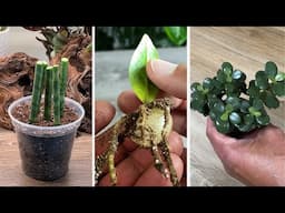 How I MIRACULOUSLY Propagate from Just Leaves | Best of MonstroFarm
