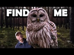 BARRED OWLS Are Easy To Find