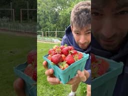 U-Pick Strawberries in My Front Yard 🍓