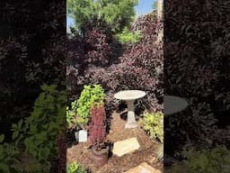 Backyard  MAKEOVER p1 #cottagegarden #garden #gardendelight #greenthumb