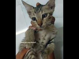 அன்பு மகன் choco #Trendingshorts #cat #catvideos #shorts #viralshorts