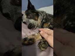 Demanding Little Floofsters 😄❤️ #blueheeler #australiancattledog #dogshorts
