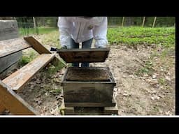 Learning to be a New Beekeeper on the Off Grid Homestead.