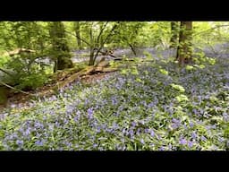 Hatchlands bluebells April 2025