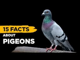 15 Fascinating Facts About Pigeons