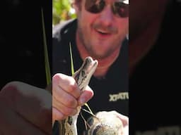How to catch an invasive PYTHON! On the latest Local Legends episode…