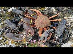 Freediving for Lobsters and Crabs with Beach Fire Cooking | The Fish Locker