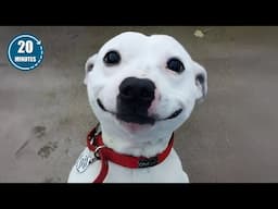 Animals Moments That They're The Real Comedians 😂 NEW Funniest ANIMAL Videos 2025