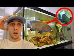 My Pet Grouper Ate ALL My Fish!!