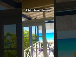 The excitement!😂 #barbados #beachhouse #travel #beach #birds