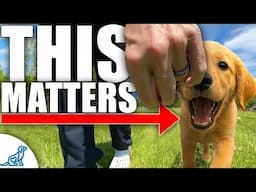 How To Teach Your Dog To Walk Like A Pro!