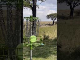 Playing Disc Golf with Zebras During a Layover in Kenya 🇰🇪