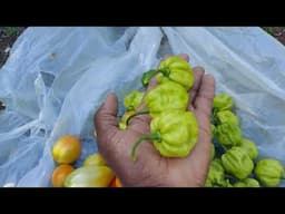 Harvesting Hot Peppers