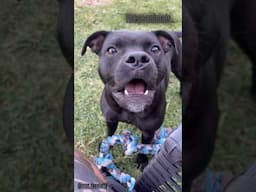 My cat & dog are characters 🙌😝 #foryou #cat #dog #staffy #black #animals #pets