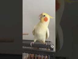 Cockatiel Parrot Singing and Dancing #cockatiel #parrots #calopsita | BirdNerdSophie