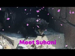 Cleveland Metroparks Zoo’s Sloth Bear Cub