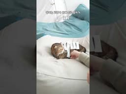 고양이 자는 틈에 츄르 올려봤습니다ㅋㅋ