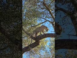 Leopard taking pee in a tree in the Kruger Park #safari #leopard #southafrica