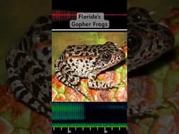 Florida's Gopher Frogs are calling!