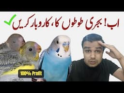 Budgies business start karen | budgies business tips | bajri toto ka karobar | budgies parrot profit