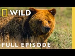Grizzly Bear Summer | Wild Yellowstone | Nat Geo Animals