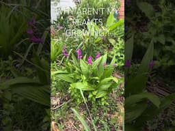WHAT’s WRONG WITH MY PLANTS THIS SPRING?!