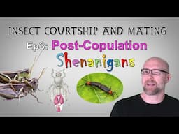 Insect Mating Ep3: Post-Copulation Shenanigans