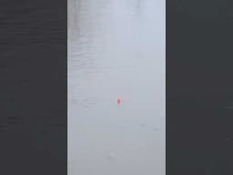 BOBBER = 👇 #bobberdown #floatfishing #troutfishing