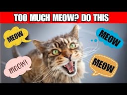 Why Does My Cat Meow So Much? 6 Reasons Why Your Cat Over-Vocalizes