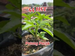 Tanam Cabe tanpa Semai di Polybag / how to plant chilies #caberawit #rawitkaliber #cabepolybag
