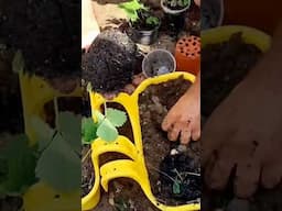 how to grow strawberry #strawberry #strawberries