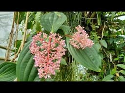 "Pflanzenblüten in den Gewächshäusern des Bot.Garten-Potsdam"