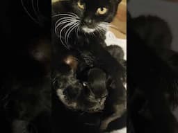Small Kittens 😺