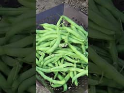 Travel to a Time of Abundant Harvests!! 🌪️ 🥒